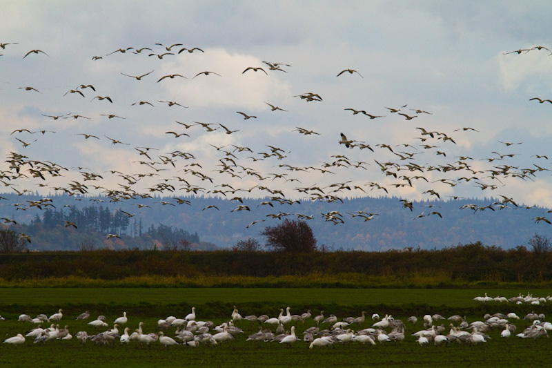 Snow Geese In Flight